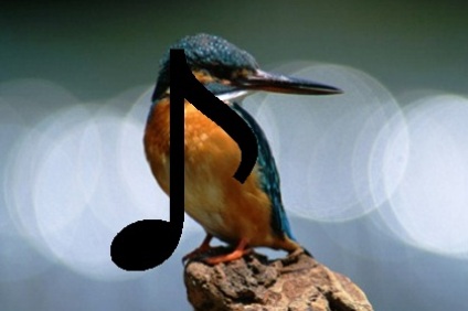 Birds sounds